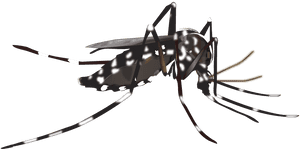 Yellow Fever Mosquito Insect Vector Dengue - Dengue Mosquito Black And White, HD Png Download PNG image with transparent background