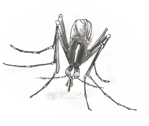 Vector Mosquitoes Black And White, HD Png Download PNG image with transparent background