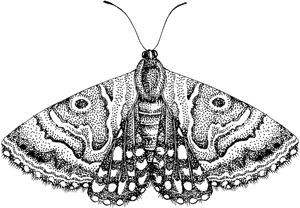 Moth Png Free Download - Moth Png, Transparent Png PNG with transparent background