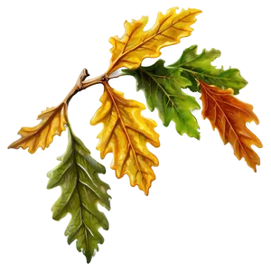 Detailed Oak Leaf Png 06292024 PNG Image