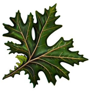 Detailed Oak Leaf Png Hxc PNG Image