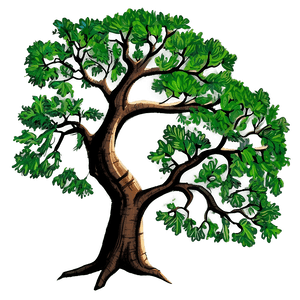 Detailed Oak Tree Drawing PNG srr PNG