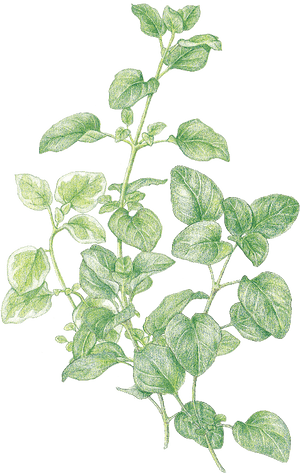 Clip Art Favourite Herbs Oregano And - Herbs Transparent Background, HD Png Download PNG with transparent background