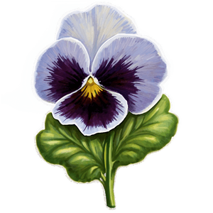 Detailed Pansy PNG 06232024 PNG