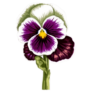 Detailed Pansy PNG lnp PNG