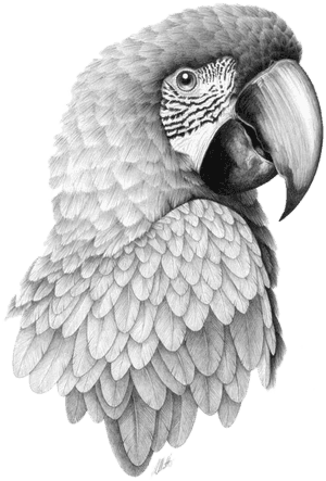 Parrot Bird Pencil Sketch Head Transprent Png - Parrot Drawing Realistic PNG image with transparent background