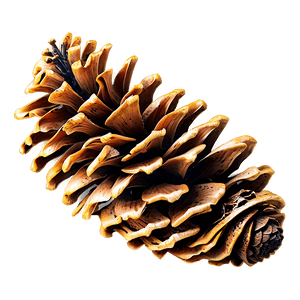 Detailed Pine Cone PNG 06202024 PNG