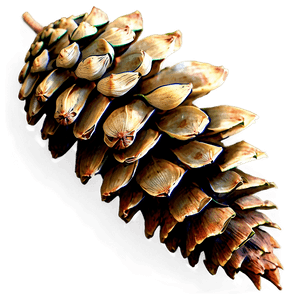 Detailed Pine Cone PNG cju PNG