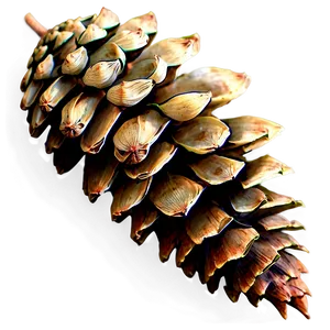 Detailed Pine Cone Png Cju PNG Image