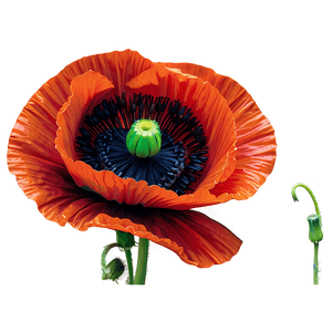 Detailed Poppy Closeup PNG 06112024 PNG image with transparent background