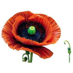 Detailed Poppy Closeup Png 06112024 PNG Image