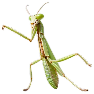 Detailed Praying Mantis Png 06122024 PNG Image