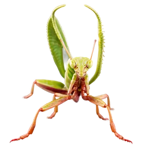 Detailed Praying Mantis Png Vrv26 PNG Image