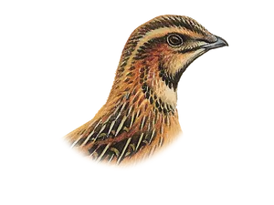 Detailed Quail Illustration PNG Image