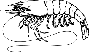 Shrimp - Shrimp Black And White, HD Png Download PNG with transparent background