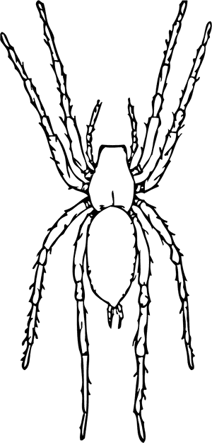 Detailed Spider Drawing.png PNG with transparent background