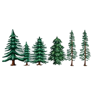 Detailed Spruce Tree Drawing Png 34 PNG Image