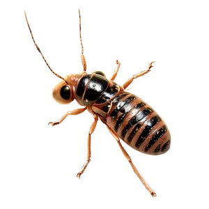 Detailed Termite Sketch Png Usw PNG Image