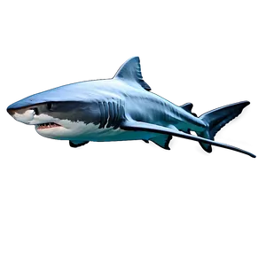 Detailed Tiger Shark Sketch Png Iiu84 PNG Image