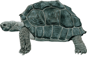 Detailed Tortoise Drawing PNG image with transparent background