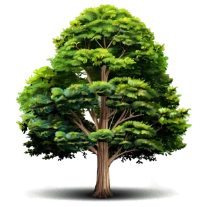 Detailed Tree Elevation Png Bha PNG Image