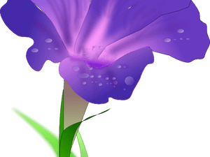 Morning Glory Flower Png, Transparent Png PNG image with transparent background