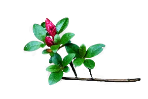 Dew Kissed Red Berriesand Green Leaves PNG Image