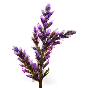 Dewy Heather Morning Png Nkf71 PNG Image