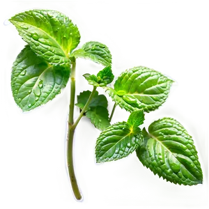 Dewy Mint Leaves Png Qaw PNG Image