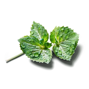 Dewy Mint Leaves Png Vah15 PNG Image