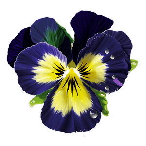 Dewy Pansy PNG 4 PNG