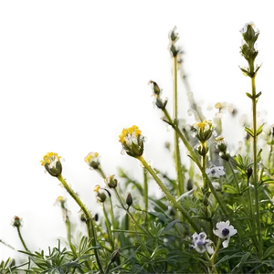 Dewy Wildflowers At Dawn Png 06202024 PNG Image