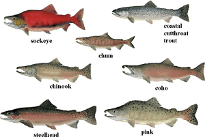 Salmon 01 Transparent - Species Of Salmon, HD Png Download PNG with transparent background