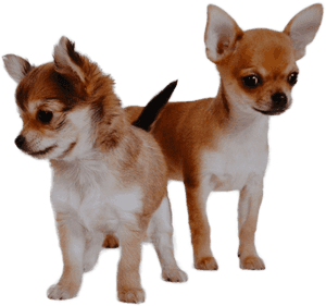 Different Types Of Chihuahua, HD Png Download PNG image with transparent background