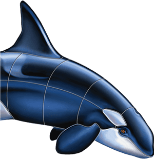 Killer Whale, HD Png Download PNG image with transparent background