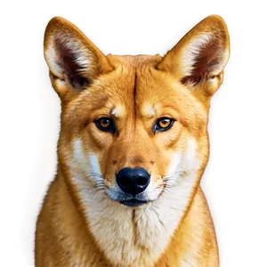 Dingo Conservation Image Png Tye PNG Image