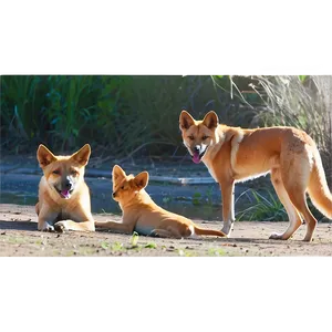 Dingo Family Life Png Lsi71 PNG Image