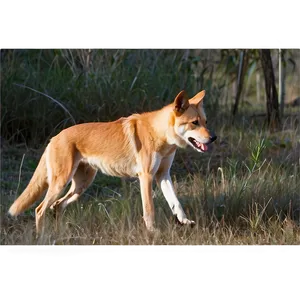 Dingo Hunting Techniques Png Mvy PNG Image