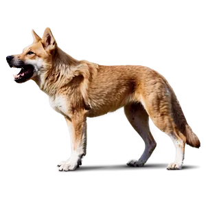 Dingo In Action Png Uwb4 PNG Image