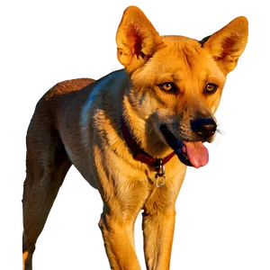 Dingo In Sunset Png Glr PNG Image