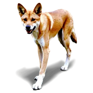 Dingo In Wild Landscape Png Wne PNG Image