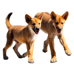 Dingo Puppy Playtime Png 06202024 PNG Image