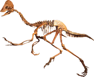 Dinosaur Skeleton Exhibit PNG Image