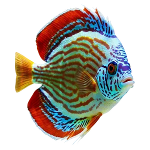 Discus Fish Transparent Png Uyb PNG Image