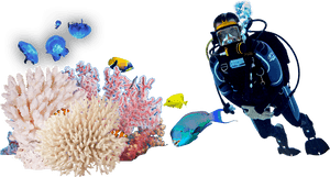 Diver_and_ Marine_ Life_ Underwater_ Scene.png PNG image with transparent background