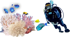 Diver_and_ Marine_ Life_ Underwater_ Scene.png PNG Image