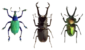 Diverse Beetle Species PNG Image