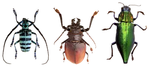 Diverse Beetle Species Showcase PNG Image