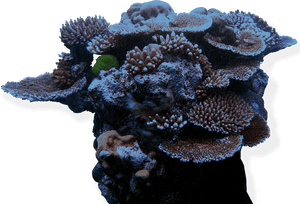 Coral Reef Png, Transparent Png PNG with transparent background