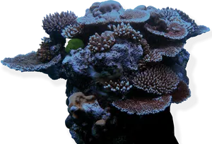 Diverse Coral Formation.png PNG Image